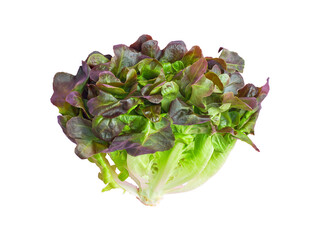 isolated salad lettuce vegetable with clipping path on white background a closeup texture of fresh hydroponic red oak and green salad leaves for healthy raw food ingredient