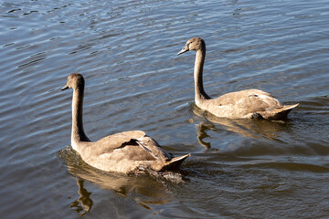 Mute Swan Cygnets illuminated in the sunshine on Hedgecourt Lake