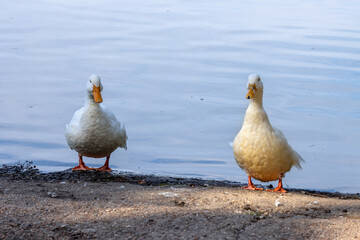 White ducks by the edge of  Hedgecourt Lake near East Grinstead