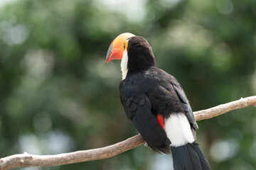 カラフルな鳥　オオハシ