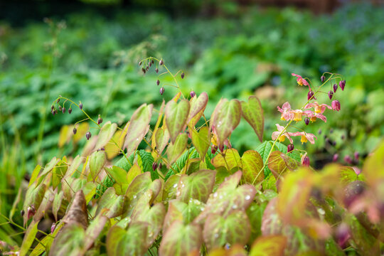 Epimedium Billeder – Gennemse 4,064 stockfotos, vektorer og videoer ...
