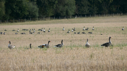 Obraz na płótnie Canvas Greylag Geese (Anser anser) resting in a recently harvested wheat field