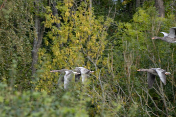 Greylag Geese (Anser anser) flying over a recently harvested wheat field