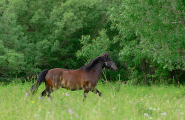 Bay horse with its blue halter is trotting at the edge of a forest.