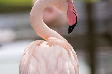 Naklejka premium フラミンゴ