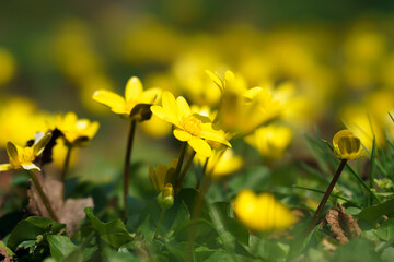 first spring flowers, small yellow flowers, mountain flowers