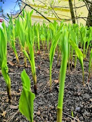 green corn field