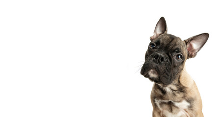 Young brown French Bulldog playing isolated on white studio background