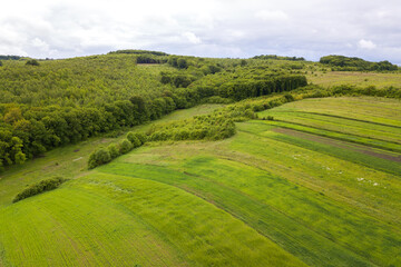Top down aerial view of green summer forest with canopies of many fresh trees.