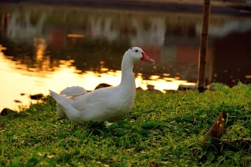 Migratory birds  (ducks, geese, swans)
Migratory birds (ducks ,goose) in Taiwan.
