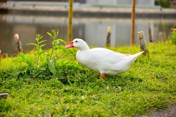 Migratory birds  (ducks, geese, swans)
Migratory birds (ducks ,goose) in Taiwan.
