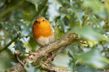 Robin looking alert in a tree on the first day of autumn