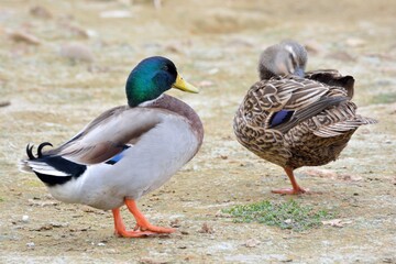 Migratory birds  (ducks, geese, swans)
Migratory birds (ducks ,goose) in Taiwan.
