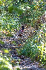 Naklejka na ściany i meble Common Pheasant (phasianus colchicus) walking down a track in East Grinstead