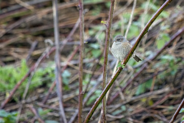 Hedge Accentor (Dunnock) perched on a bramble in Sussex