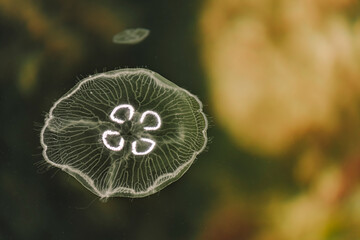 Obraz premium Jellyfish and sea jellies are the informal common names given to the medusa-phase of certain gelatinous members of the subphylum Medusozoa, a major part of the phylum Cnidaria.