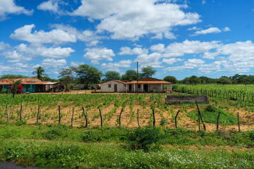 Cenas da zona rural do Estado de Alagoas