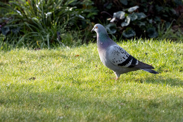 Pigeon enjoying the sunshine on an autumn day