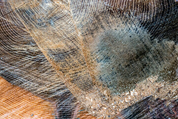 Close-up of a freshly sawn tree trunk
