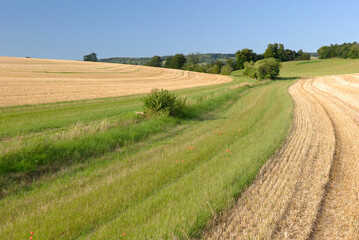 Protection des cours d'eau. Bande enherb&eacute;e r&eacute;glementaire au milieu d'un champ de bl&eacute; moissonn&eacute;
