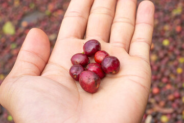 laos coffee,pakxong coffee fruits farming in asia