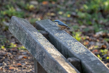 Nuthatch perched on a wooden bench ready to eat some seed