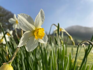 yellow daffodil flower © jim
