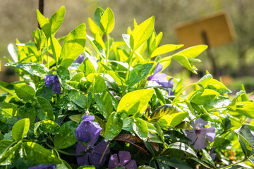 Flowering common periwinkle Vinca minor with water drops lit by sun in the border of herb garden