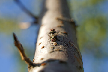Flies mating on a branch