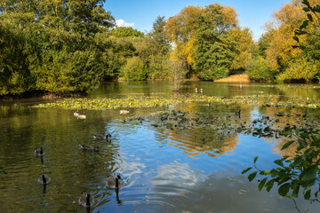 Fototapeta na wymiar Canada Geese (Branta canadensis) swimming in the sunshine at a lake in Surrey