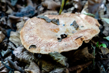 Shelf fungus, also called bracket fungus (basidiomycete) growing on a fallen tree