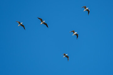 Common Gulls (Larus canus) in flight at East Grinstead