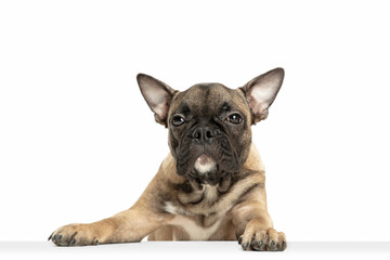 Young brown French Bulldog playing isolated on white studio background