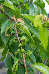 Aphid fruit tree disease fungus, branch of diseased cherry tree