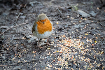 Close-up of an alert Robin standing on wet muddy path