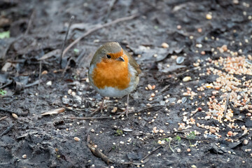 Close-up of an alert Robin standing on wet muddy path