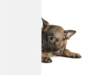 Obraz premium Young brown French Bulldog playing isolated on white studio background