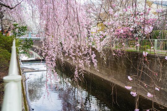 Kanda Bilder – Durchsuchen 2,216 Archivfotos, Vektorgrafiken und Videos ...