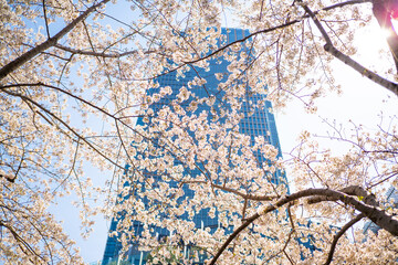 Cherry Blossom is Blooming in the Midtown Park in Tokyo