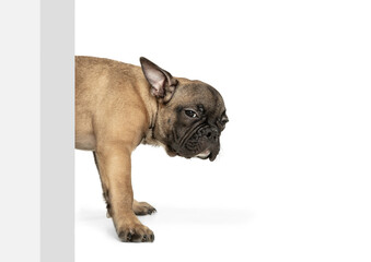 Young brown French Bulldog playing isolated on white studio background