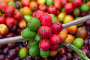 laos coffee,pakxong coffee fruits farming in asia