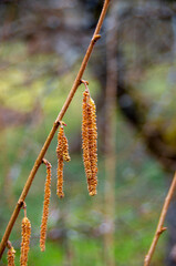 Detailed view of a male hazelnut flower at the end of February, Corylus avellana