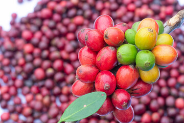 laos coffee,pakxong coffee fruits farming in asia