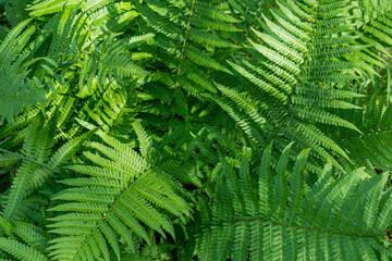 Fototapeta na wymiar Fresh young leaves of ferns in the forest. Natural beautiful background.