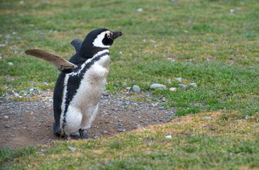 penguin on the rocks on the Magdalena Island in Magellan Straight 