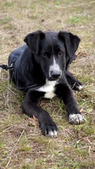 a 5 months old mixed-breed black and white dog from Eastern Europe in a field