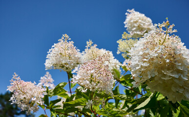 The bush of white and pink hydrangea (Hydrangea macrophylla, Hortensia flowers) in the garden against a blue sky. Tender romantic floral background.