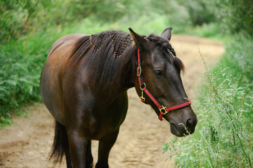 Fototapeta premium Free horse is standing on a rural road, close-up portrait. Mare is smelling the green plants in outdoors.