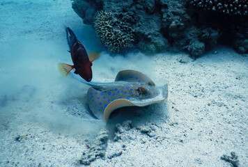 stingray looking for the food on the sea bottom and reef fish waits close for the leftovers 