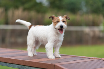 Cute Jack Russell Terrier, outdoor shot